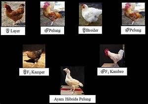 The Hybrid Chicken Pedigree Chart Derived From The Crossing Between