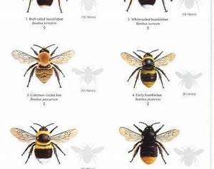 Guide To Bees Chart Jpg 400 554 Art Research Pinterest Bees
