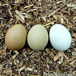 Getting To Know Olive Egger Chickens Backyard Poultry