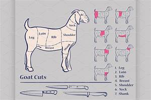 Goat Meat Cuts Illustrator Graphics Creative Market