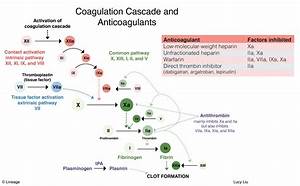 Anticoagulants Heme Medbullets Step 2 3