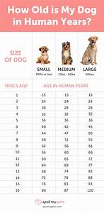 Dog Age Chart See How Old Your Dog Is In Human Years Dog Ages Dog