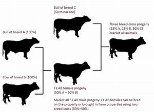 Cross Systems For Beef Cattle