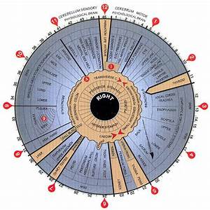 Iridology Chart Iridology Iridology Chart Reflexology Chart