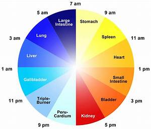 The Body Organ Clock Of Chinese Medicine Optimum Energy And Wellness