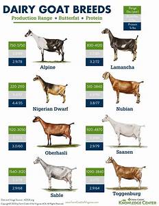 Dairy Goat Breeds Which One Is Right For Your Farm Farm Credit Of