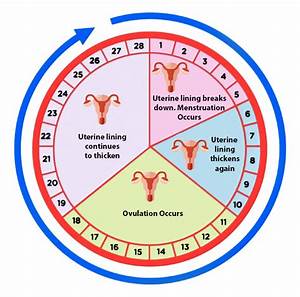 Ovulation Day Increases Your Chances Of Conception