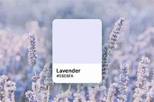 Lavender Color Explained Color Codes Similar Shades And Symbolism