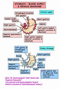 Stomach Blood Supply Medical Student Study Arteries Anatomy