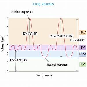Physiology Glossary Lung Volumes Capacities Draw It To Know It