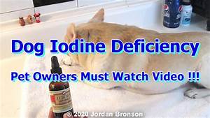 Dog Iodine Deficiency Proper Dosage Dogs Thyroid Health Weight Loss
