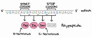 Codon Anticodon Introduction Chart Examples
