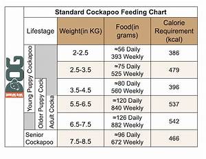Cockapoo Feeding Chart How Much To Feed Wewantdogs