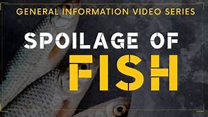 Spoilage Of Fish General Information Video Series Youtube