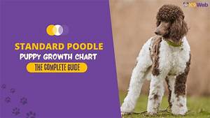 Standard Poodle Growth And Weight Chart Female K9 Web