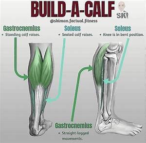 Pin By A On Fitness Best Calf Exercises Calf Exercises Calves
