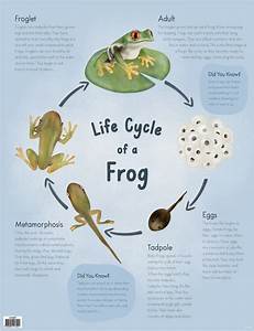 Life Cycle Of The Frog Chart Australian Teaching Aids Educational