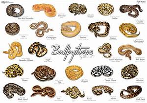 shop world of ball pythons ball python ball python morphs ball