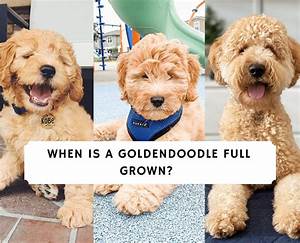 When Is A Goldendoodle Full Grown 2023 We Did The Math We Love