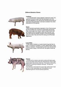 Different Breeds Of Swine Different Breeds Of Swine Landrace Is A