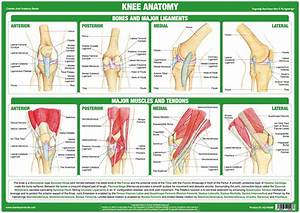 Knee Joint Anatomy Chart Chartex