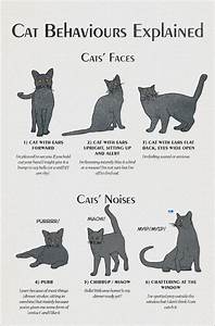 G L O R I O U S Cat Behavior Cat Language Cat Facts