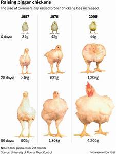 The Evolution Of The Weight Of Chickens Throughout The Years
