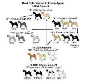 French Bulldog Color Chart Lucy Pets