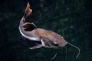 Redtail Catfish Size Food Tank Mates Care Everything Fishkeeping