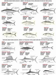 Tuna Identification Sheet 20130218 Rev 3 Tuna Perciformes