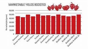 Biostimulants Can Improve Strawberry Growth And Boost Yields Growing