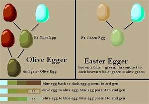 The Olive Egger Thread Chicken Egg Colors Chickens Backyard Best