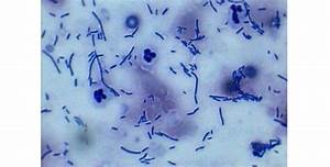 Image Result For Dog Ear Cytology Pictures Dog Ear Pictures Image