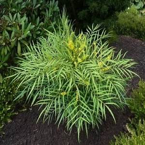 Plant Of The Month Soft Caress Mahonia Dallas County Master