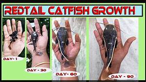 My Red Catfish Growth Youtube