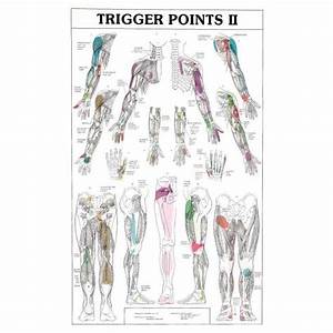 Trigger Points I And Ii Anatomical Chart