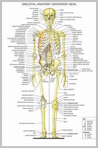 Anatomical Chart 744 1180 Anatomy System Human Body Anatomy Diagram