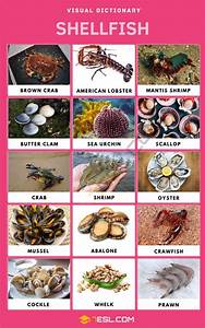 Shellfish List Of Shellfish With Interesting Facts Critters Of The