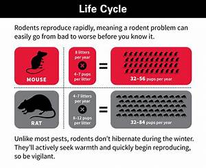 Rodent Control Get Rid Of Rats And Mice
