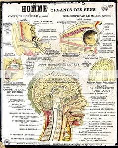 Anatomy Head Chart Image Digital Download Printable Instant Etsy