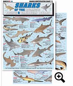 Atlantic Shark Identification Chart