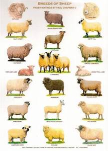Charts Sheep Sheep Breeds Pig Breeds Raising Farm Animals