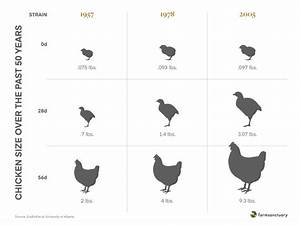 Philadelphia Freedom Imperiled Chicks Find Safety At Sanctuary Farm