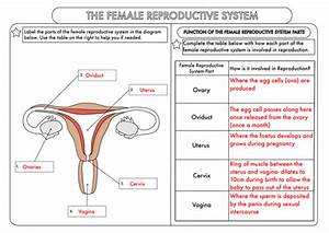 Frog Reproductive System Diagram Answers