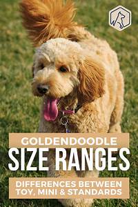 How Big Do Goldendoodles Get Size Chart And Growth Pattern