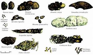 Rodent Droppings Identification Chart