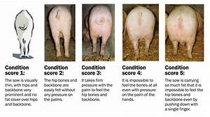 Determining The Size Of Finisher Pigs Replacement Gilts And Sows