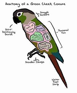 Quot Anatomy Of A Green Cheek Conure Quot Poster By Mommysketchpad Redbubble