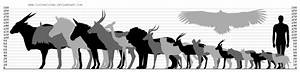Comparison Chart African Wild Life By Couchkissen On Deviantart
