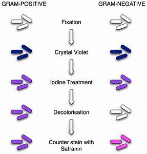Gram Staining Principle Procedure And Results Learn Microbiology